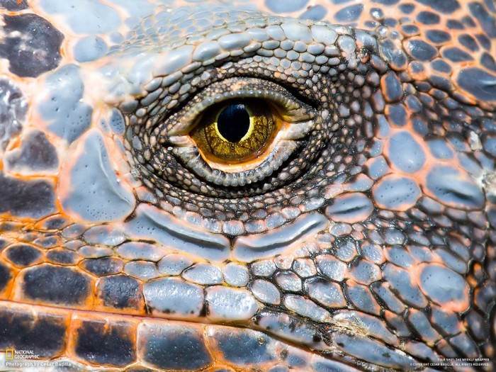eye of the iguana +.jpg (607 KB)
